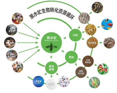 廣東發(fā)布團(tuán)標(biāo) 推動(dòng)廚余垃圾養(yǎng)殖黑水虻產(chǎn)業(yè)化，探索生物質(zhì)能服務(wù)新路徑